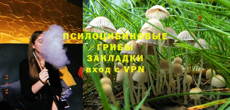 Галлюциногенные грибы Cubensis  купить  сайты  omg ссылки  Дигора 